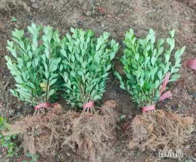 高度20厘米夏鹃