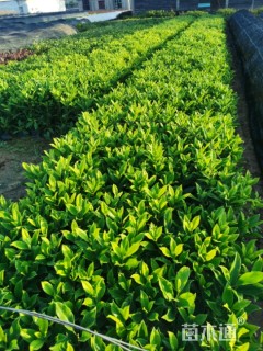 非洲茉莉