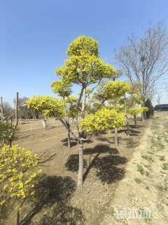 8公分造型金叶榆