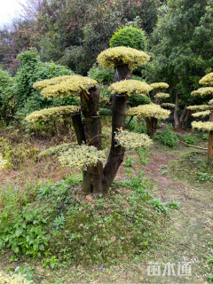 高度120厘米水蜡