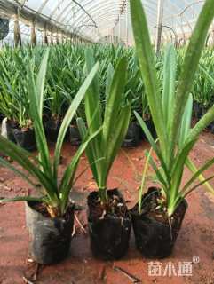 高度20厘米百子莲