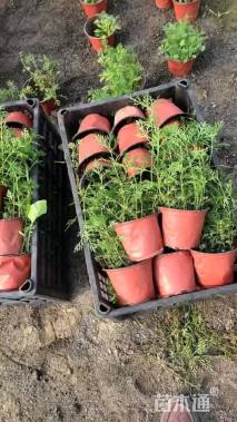 高度20厘米美女樱