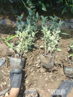 高度30厘米金边黄杨