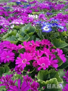 高度15厘米瓜叶菊