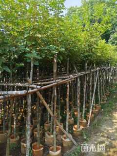 3公分黄花风铃木