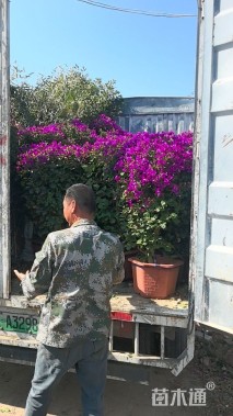 15公分红花羊蹄甲