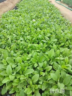 高度10厘米毛地黄