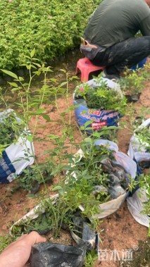 高度20厘米丰花月季