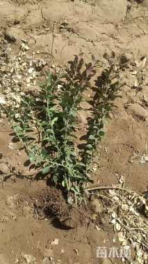 50厘米大叶扶芳藤