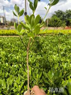 高度20厘米海桐