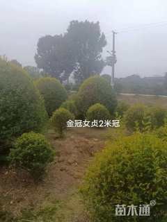 冠幅200厘米金冠女贞球