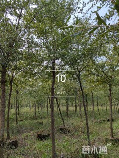 8公分弗吉尼亚栎