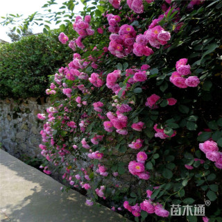 高度60厘米蔷薇苗