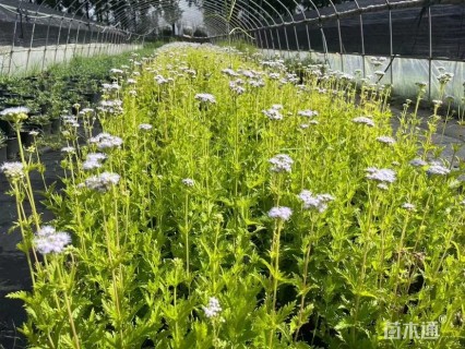 高度20厘米蓝雾草