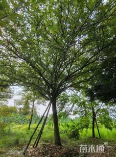 19公分垂丝海棠