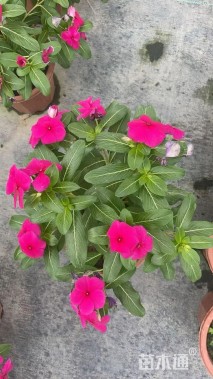 高度20厘米长春花