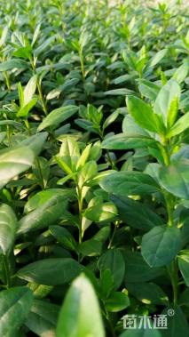 高度30厘米杜鹃