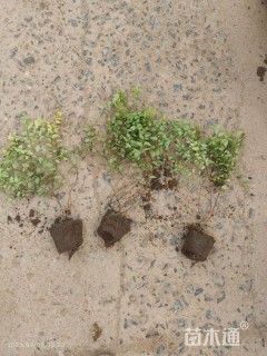 高度15厘米金山绣线菊