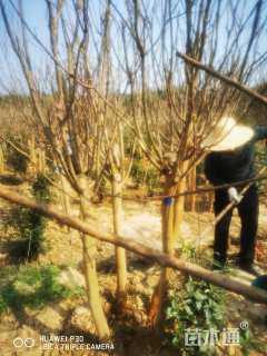 高度280厘米红花紫薇