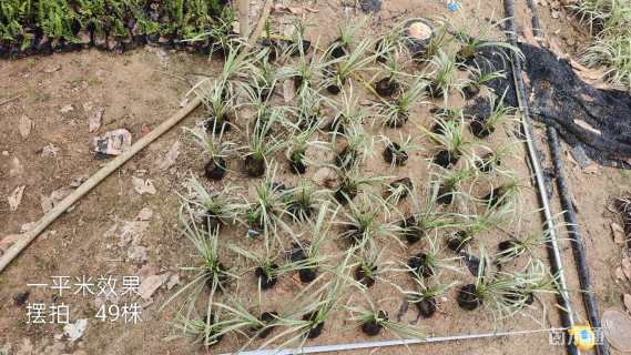 高度20厘米沿阶草
