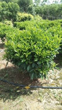 高度80厘米非洲茉莉