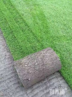 A-精品马蹄筋草