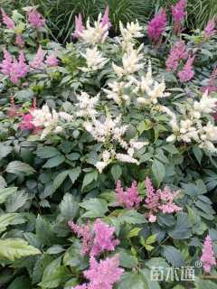 高度30厘米落新妇