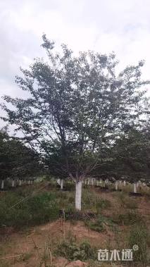 14公分日本晚樱