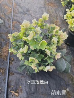 高度30厘米铁筷子