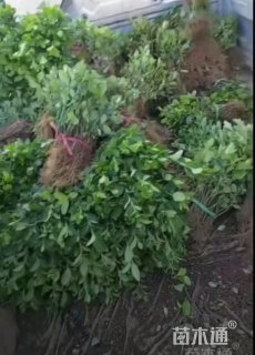 高度30厘米卫矛