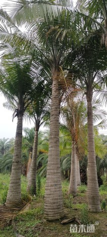 裸干高200厘米国王椰子