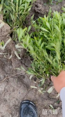 高度30厘米小叶栀子