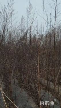 高度50厘米钙果苗
