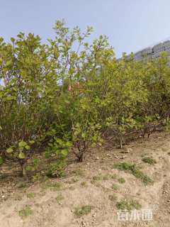 高度120厘米丛生黄栌