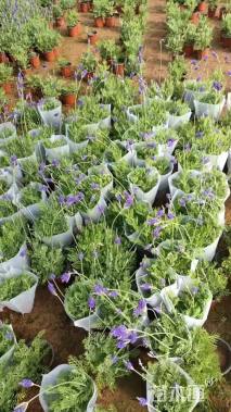 高度10厘米薰衣草