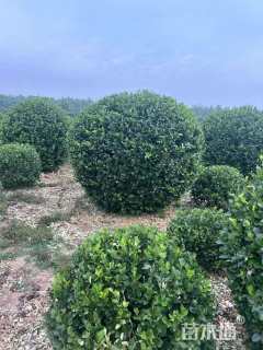 冠幅150厘米卫矛球