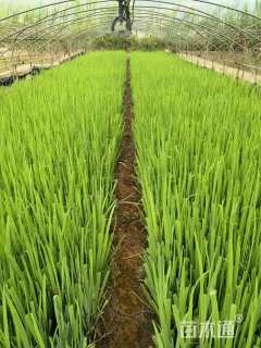 高度30厘米黄花鸢尾