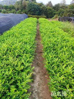 高度25厘米七里香