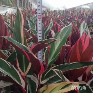 高度30厘米七彩竹芋