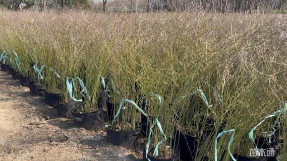 高度80厘米棣棠