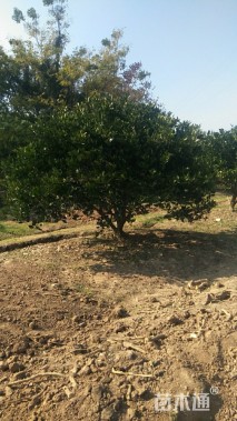 高度300厘米丛生胡柚