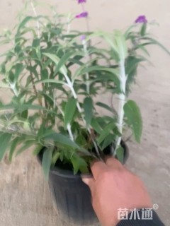 高度30厘米墨西哥鼠尾草