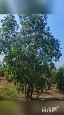 10公分(3杆)丛生乌桕