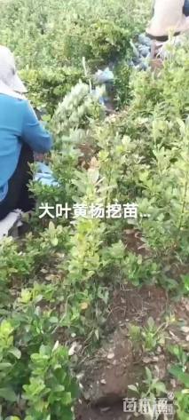 高度60厘米冬青小苗