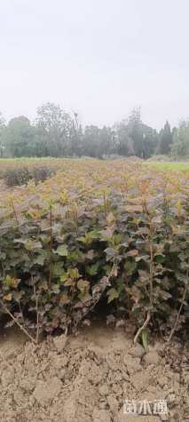 高度55厘米紫叶风箱果