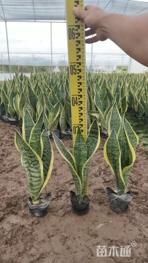 高度35厘米金边虎尾兰