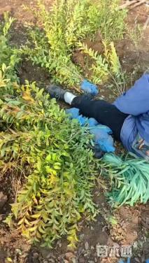 高度60厘米金叶女贞