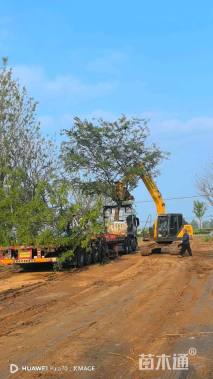 50公分丛生朴树