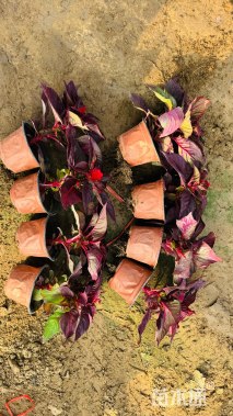 高度18厘米一支笔