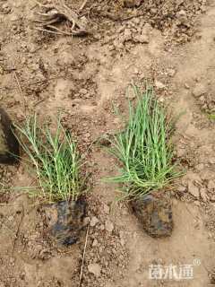 高度20厘米常夏石竹